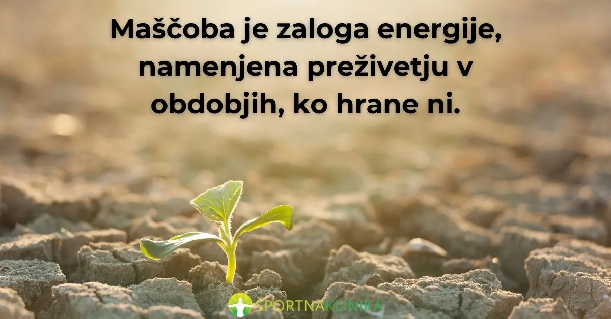 Infografika - Maščoba zaloga energije